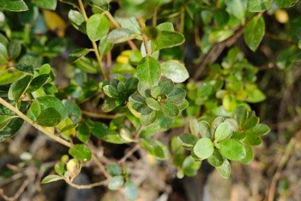 杜鹃对水分的要求