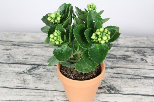 长寿花浇水浇在花上还是浇在土上，浇水多了杆发黑了怎么...