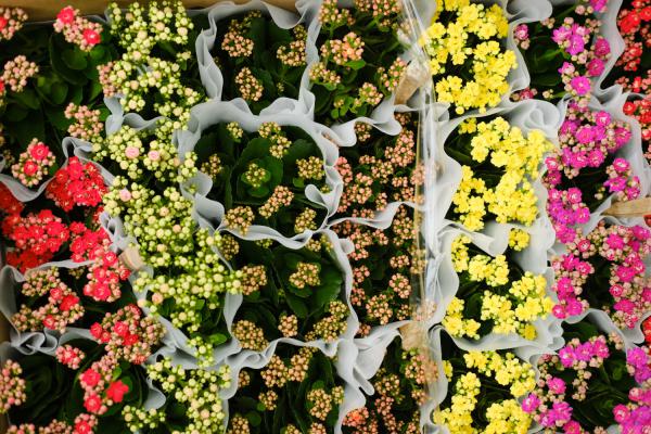 长寿花冬天能插活吗，扦插方法图片