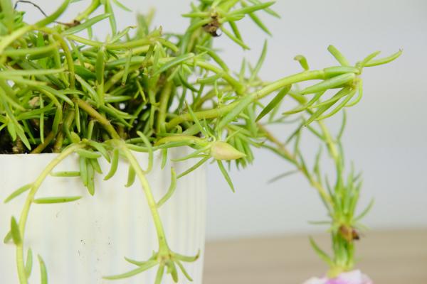 盆栽太阳花的品种，盆栽太阳花的株间距是多少