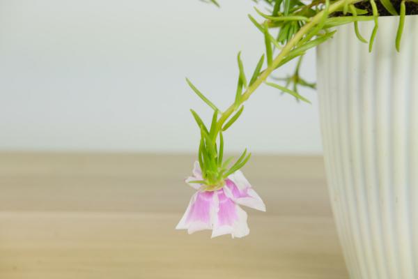 太阳花喜欢什么土壤，用什么土壤栽培