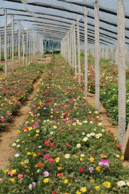 太阳花怎么种植方法，种植季节