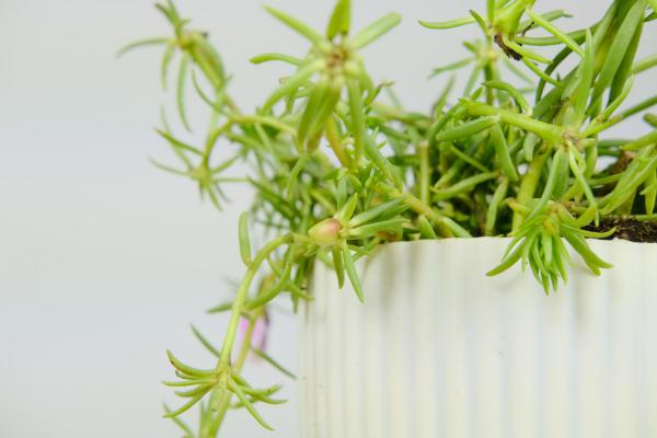 太阳花繁殖和栽培方法，不接种子的太阳花怎么繁殖