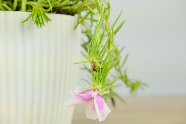 盆栽太阳花的养殖方法和注意事项，用多大的花盆