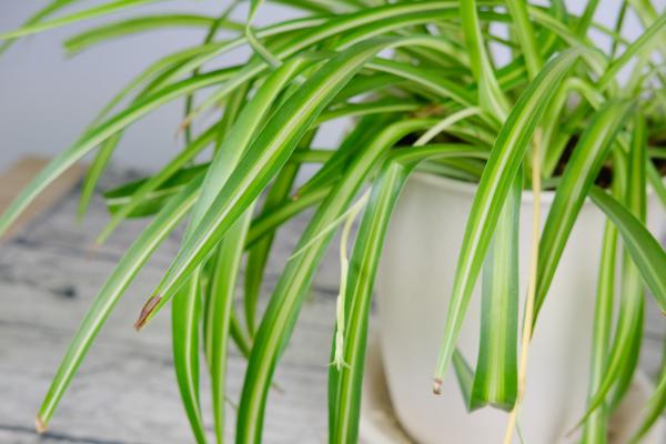 水养吊兰用什么肥,水养吊兰放什么药