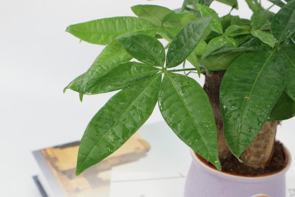 发财树怎么过冬,叶子发黄是怎么回事