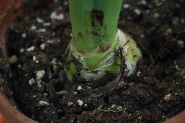 花朵凋谢后的风信子怎么养，开花后第二年还能开花吗