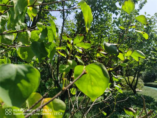 盆栽丁香花怎么过冬，冬天丁香花的叶子会掉光吗