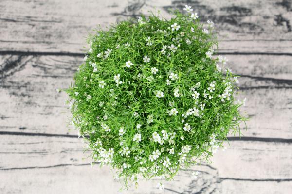 满天星如何养，开花期间能施肥吗