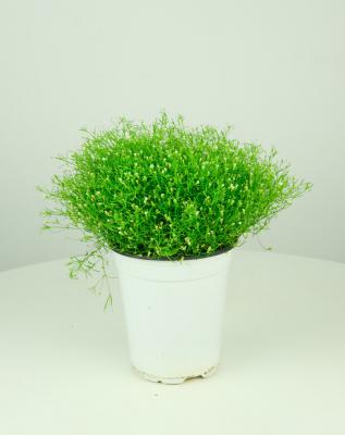 满天星干花的养殖方法和注意事项，干花可以放多久