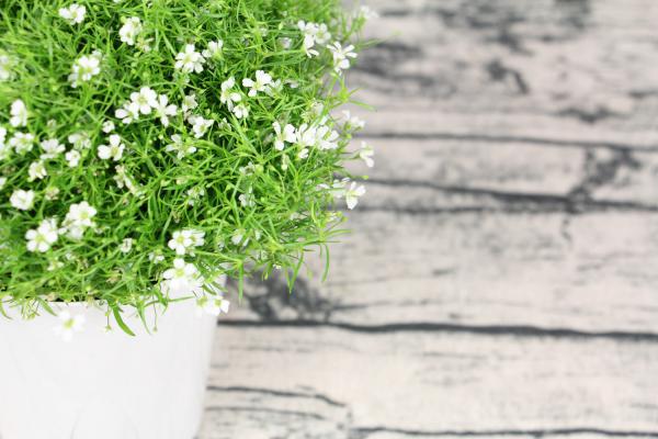 满天星干花的茎可以扦插吗,干花可以放卧室吗