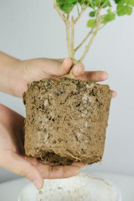 茉莉花如何播种，茉莉花播种时间