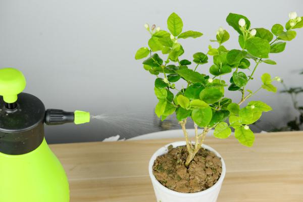 茉莉花刚买回来怎么养护，刚买回来出现黄叶怎么回事