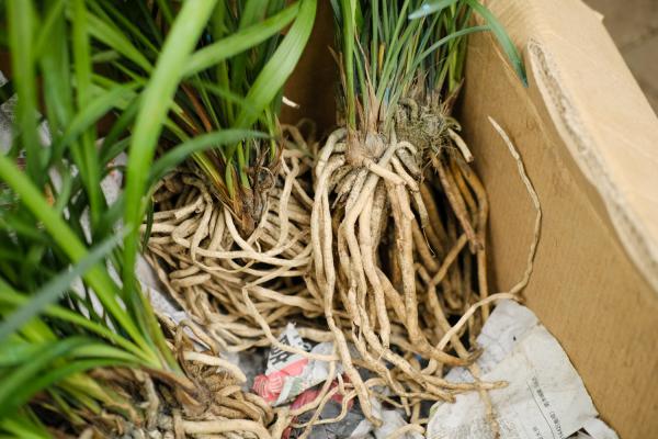 兰花种植后如何判断服盆,没服盆的兰花怎样浇水