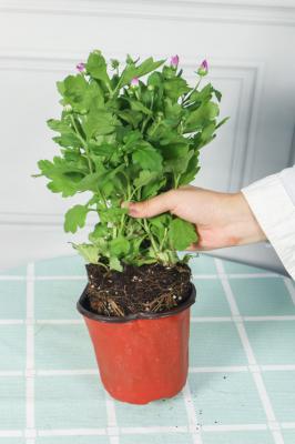 多头菊耐寒吗，怎么过冬