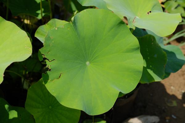 水养荷花怎么过冬，北方可以养荷花吗