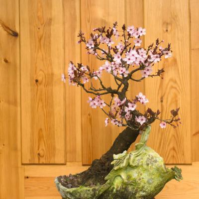 梅花修剪时间和方法，梅花修剪后的伤口如何处理