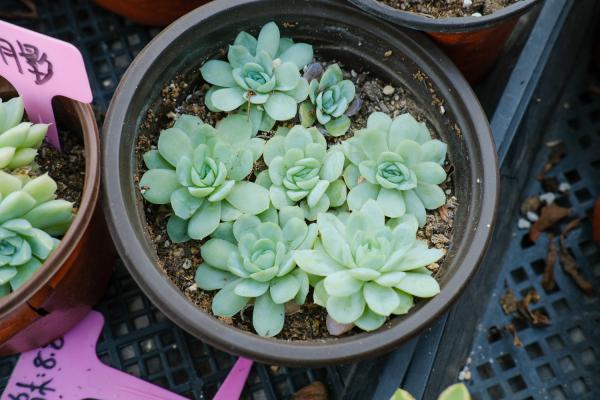 多肉先洗根还是先修根,多菌灵泡多肉