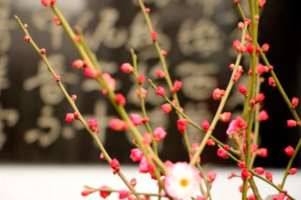 梅花如何繁殖，梅花繁殖常用的方法