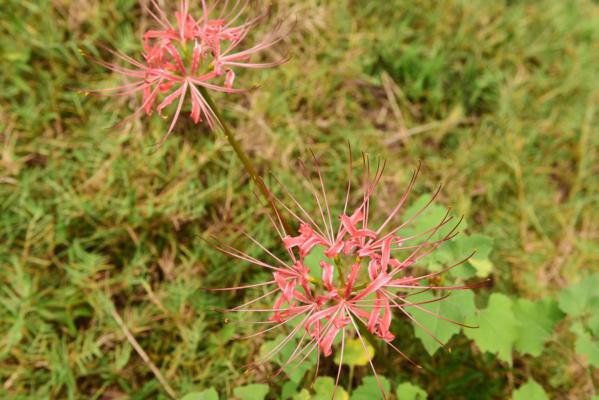 彼岸花播种后多长时间开花，彼岸花种子怎么播种