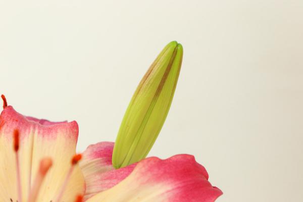 百合种球怎么浇水，百合可以水养吗