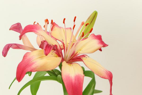 百合怎么养才能爆盆，百合花谢后怎么办