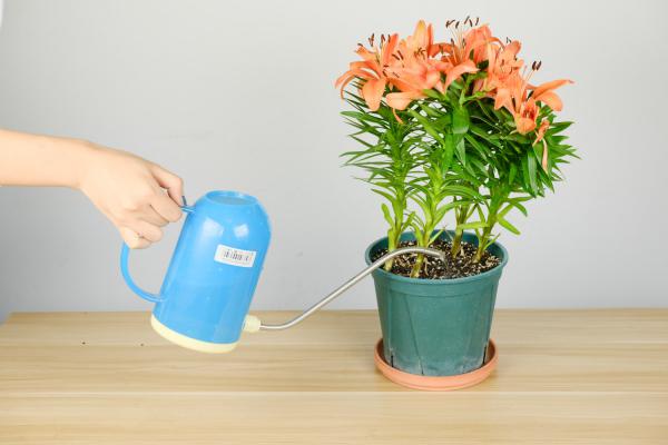 百合花如何水培，水培养护技巧