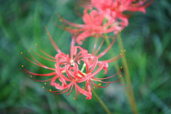 彼岸花是什么季节开的，彼岸花适合什么季节栽种