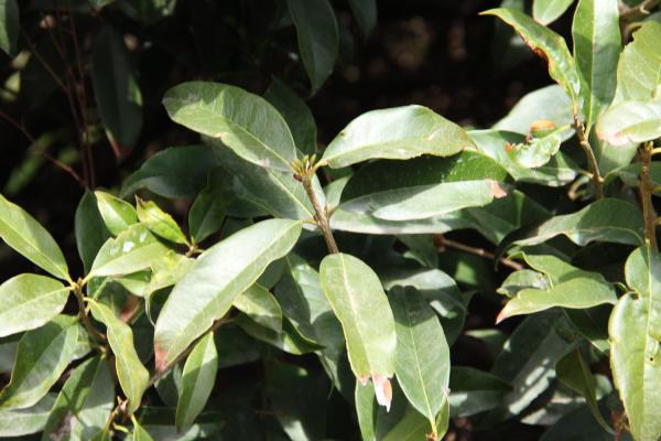 桂花花期怎么护理，桂花花期需要施肥吗