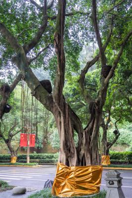 榕树盆景怎么养，榕树盆景图片