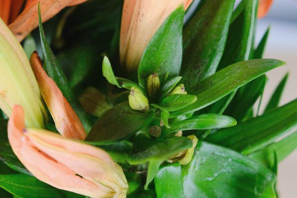 百合繁殖技术，什么时候繁殖