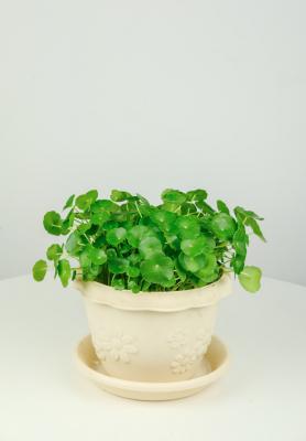 铜钱草怎么种，铜钱草图片