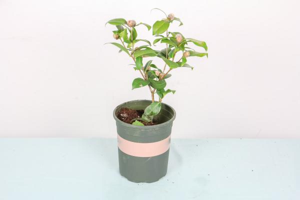 山茶花的养殖方法,山茶花图片