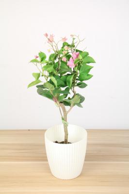 三角梅怎么修剪(修剪方法图)