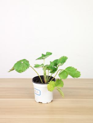 三角梅什么时候开花(花期介绍)