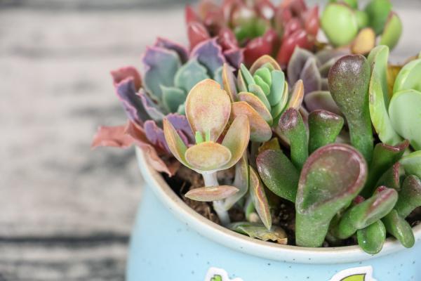 多肉多久浇一次水（浇水频率详解）