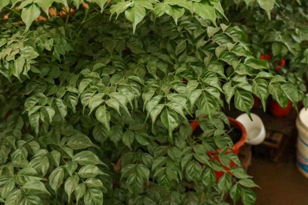 幸福树适合什么时候种,什么时候修剪