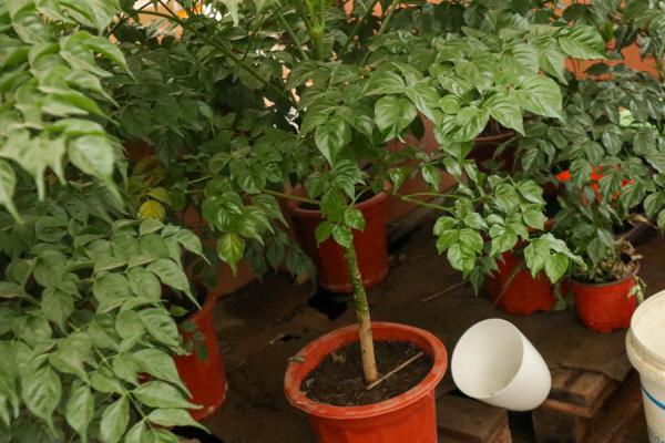 幸福树什么时候换土换盆，什么时候可以移到室外