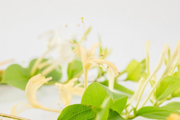 金银花怎么种植，金银花图片