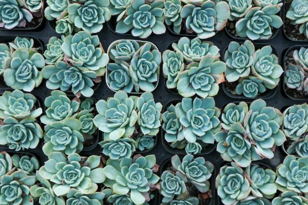 多菌灵怎样给多肉土壤消毒