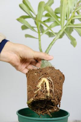 沙漠玫瑰一次浇多少水