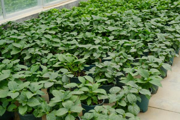 绣球花谢了怎么处理