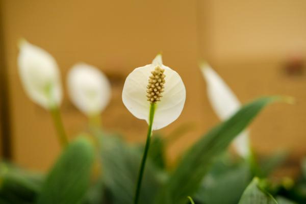 白鹤芋可以水养吗