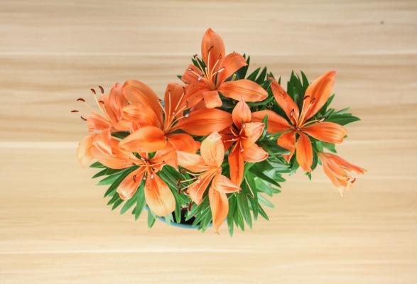 小盆栽百合花怎么养