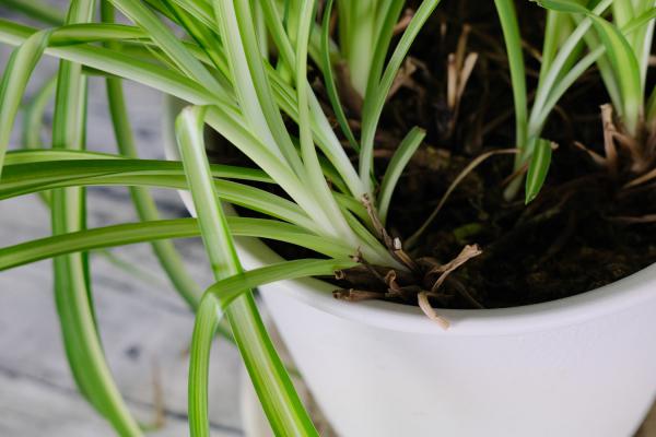 吊兰移植后要浇水吗