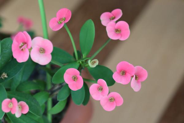 虎刺梅怎么度夏