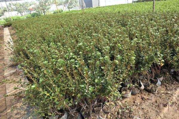 毛肋杜鹃的养殖方法