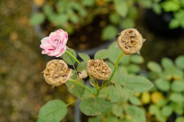 微型月季的养殖方法