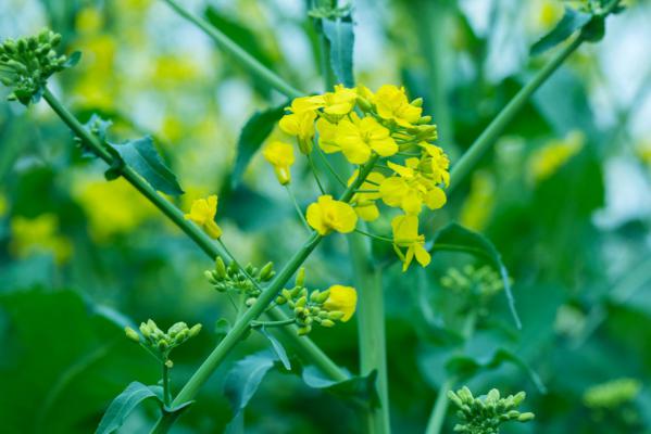 油菜花什么时候种
