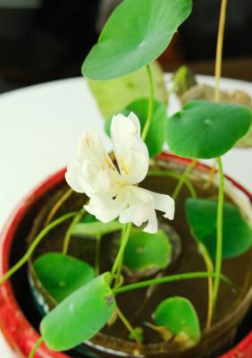 碗莲发芽后还用换水吗